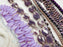 Czech Glass Bead Mix - Lavender Smoke