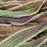 Hand-Dyed Silk Ribbon, 20mm Wide, Desert Brown Blend (32-36 Inch Strand)