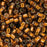 Miyuki Delica Seed Beads, 10/0 Size, Silver Lined Amber DBM0144 (7.2 Grams)